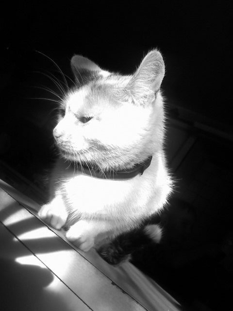 Tajemniczaaaa kiciaaa ;**