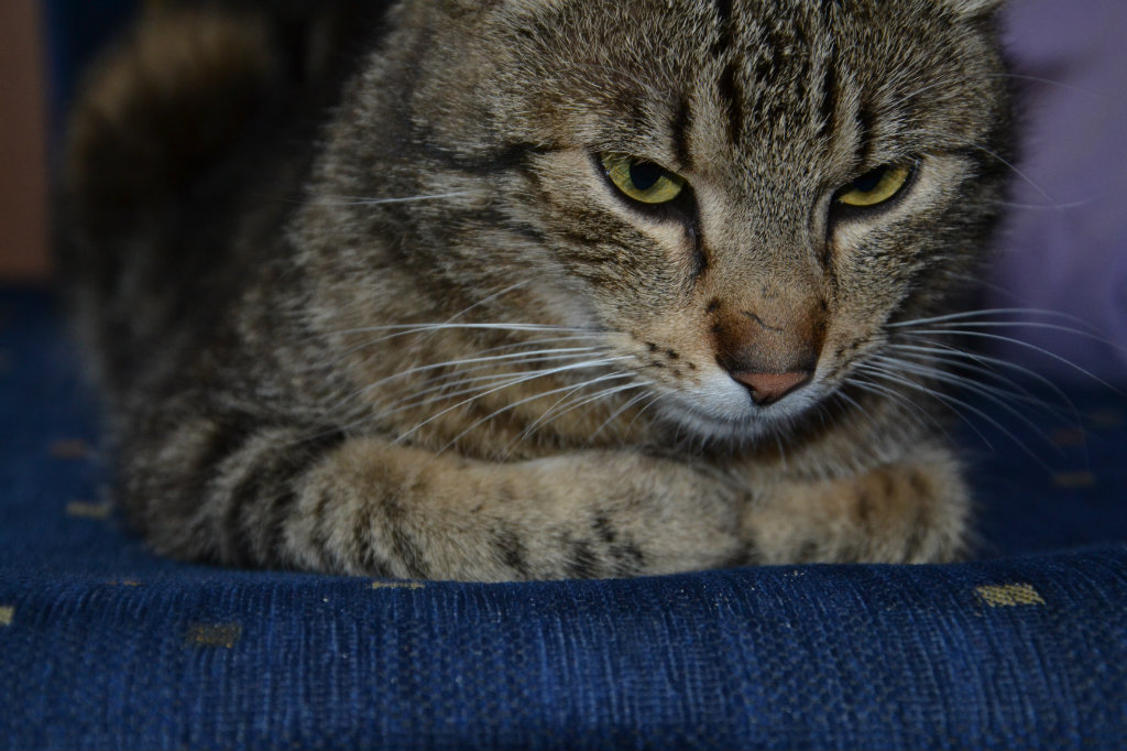 Puszek &#9829;