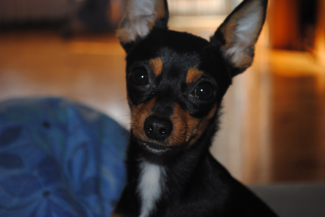 mika