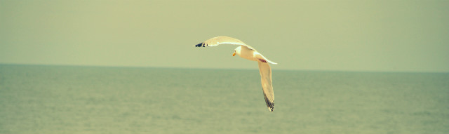 holland