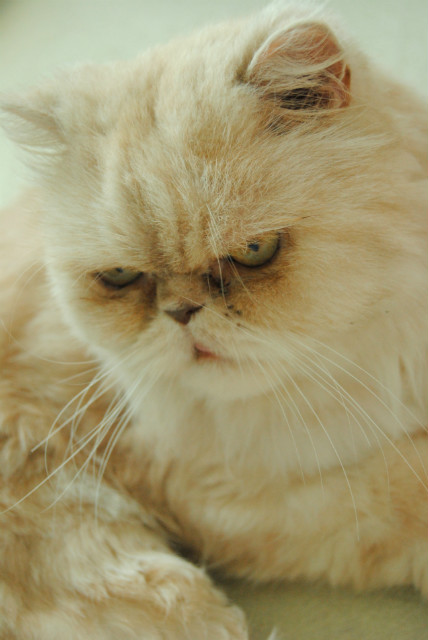 Gustaw