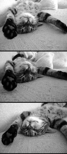 cat 