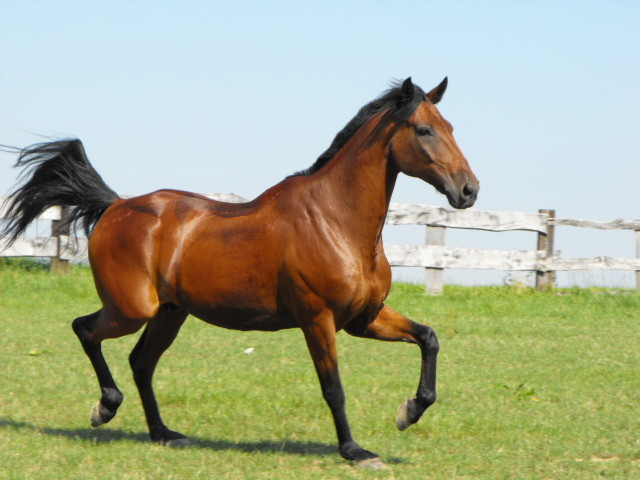 ogierek