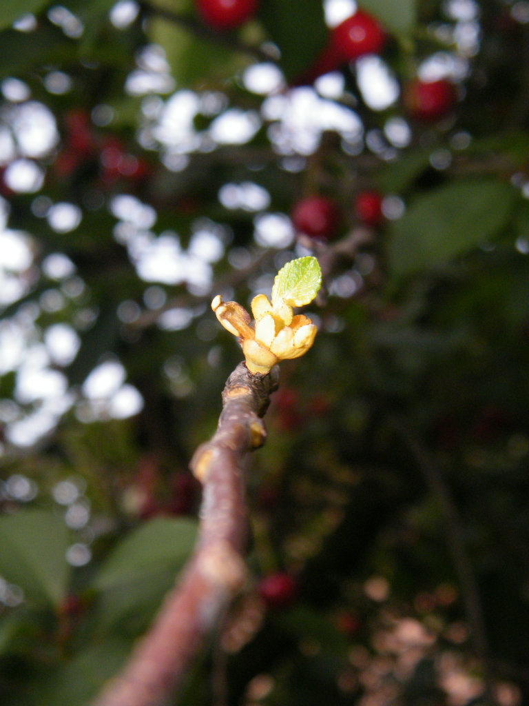 flower on the cherry