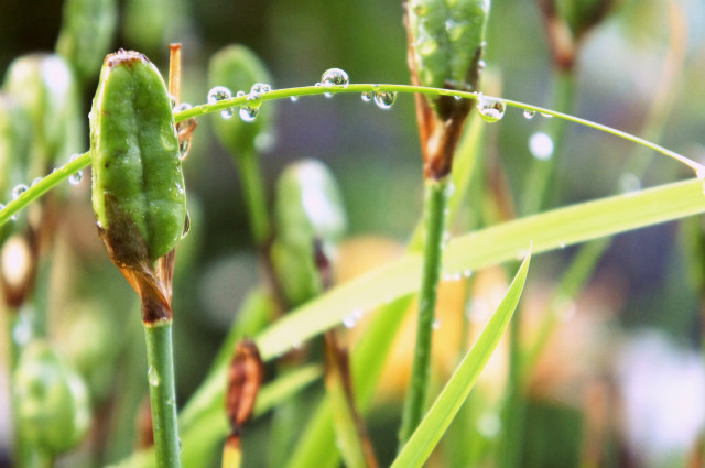 flower's tears