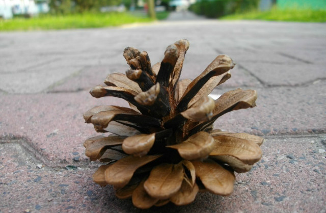 Letnia szyszunia .; )