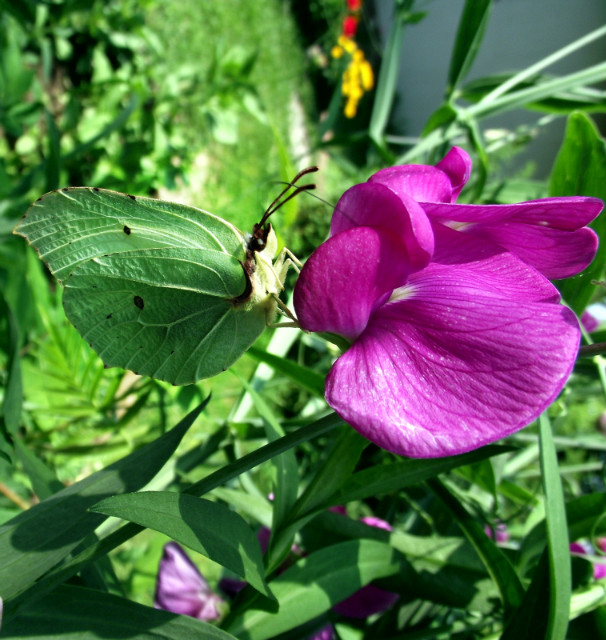 papillon