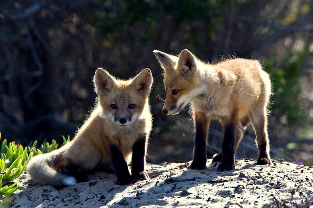 fox
