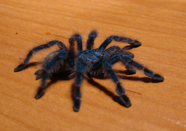 Avicularia versicolor