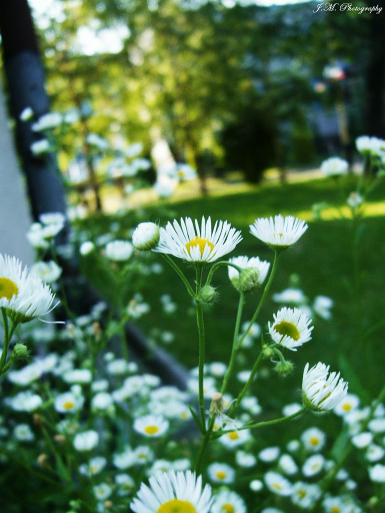 221.camomile dream.
