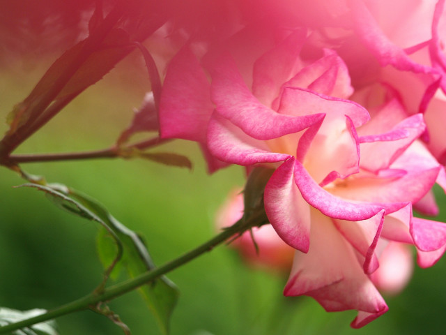 rose