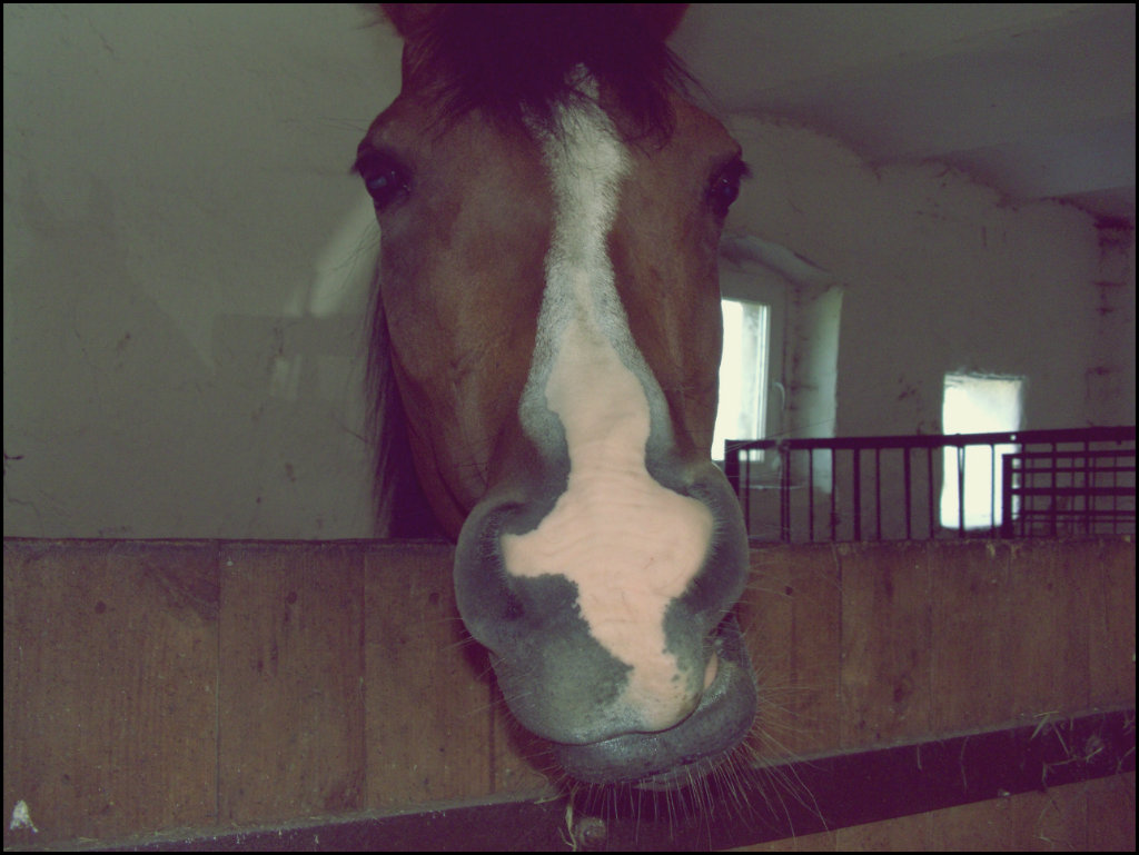 Mooonia 