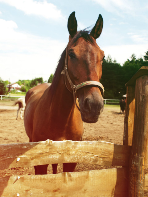 horse 