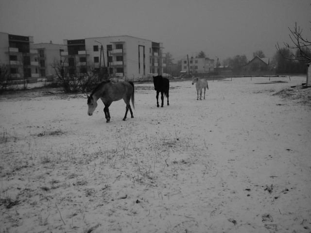 Trzech krli...z zimy ;)