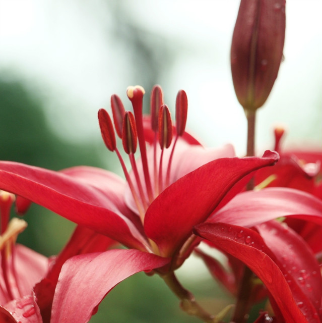 lily