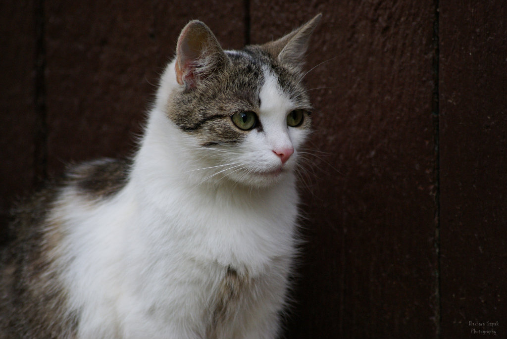 The cat