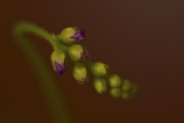 Drosera