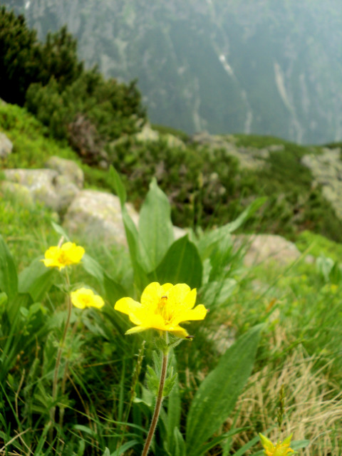 Tatry 