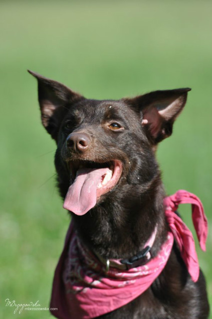 Kelpie