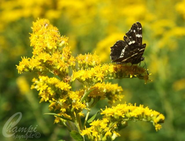 Ulotny Motyl