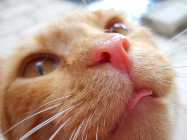 Ginger ;)