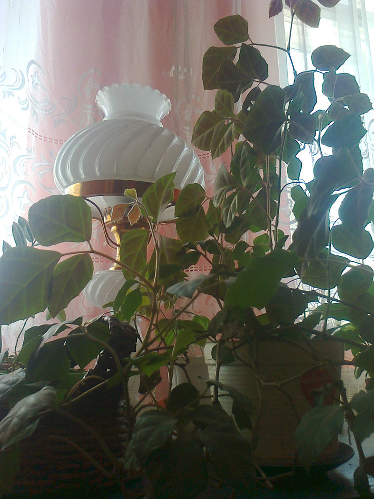 Kwiat i lampa ;p 