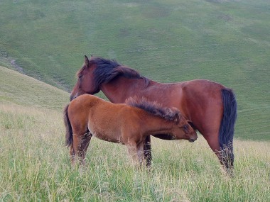 Mustang .