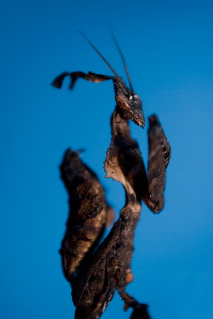 Paradoxa