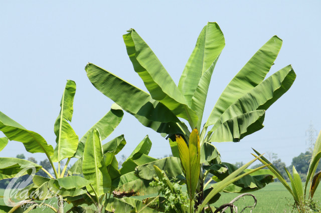Palma bananowa
