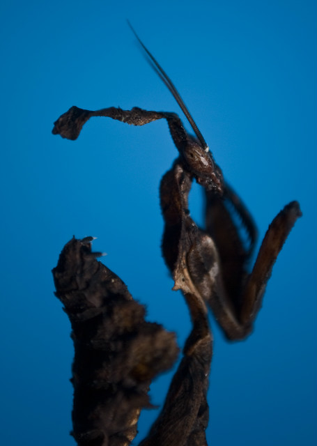 Paradoxa