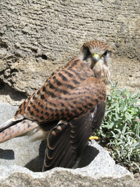 pustuka