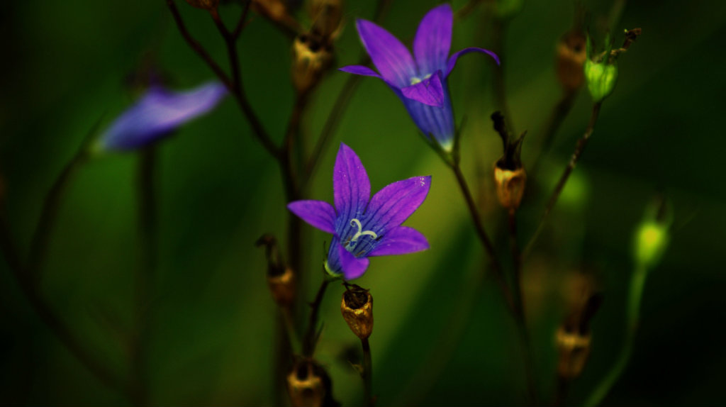 purple fantasy 