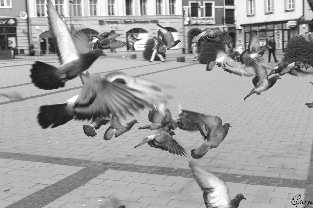 Chrzanw 15-07-2012