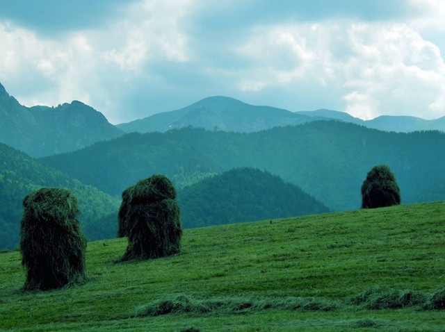 Fields