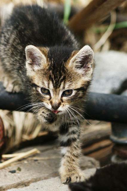 Kitty I