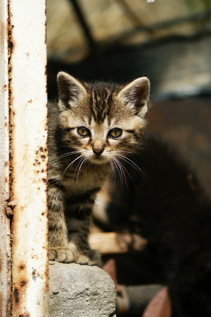 Kitty II