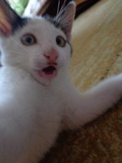 HAha : D