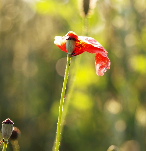 poppy