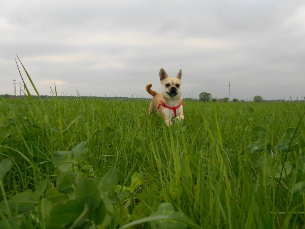 Misia