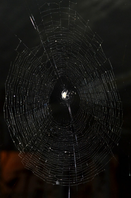 Pajk noc.