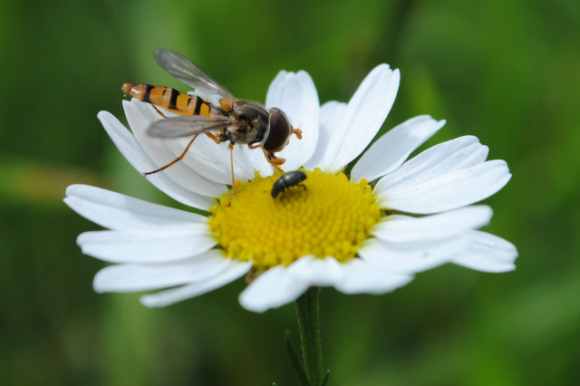 small insect.