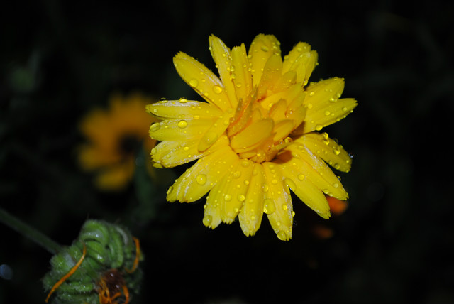 flower. 