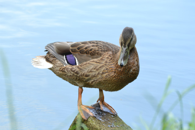 Kaczka