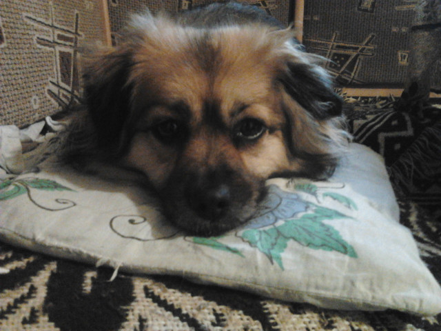 moj piesiek