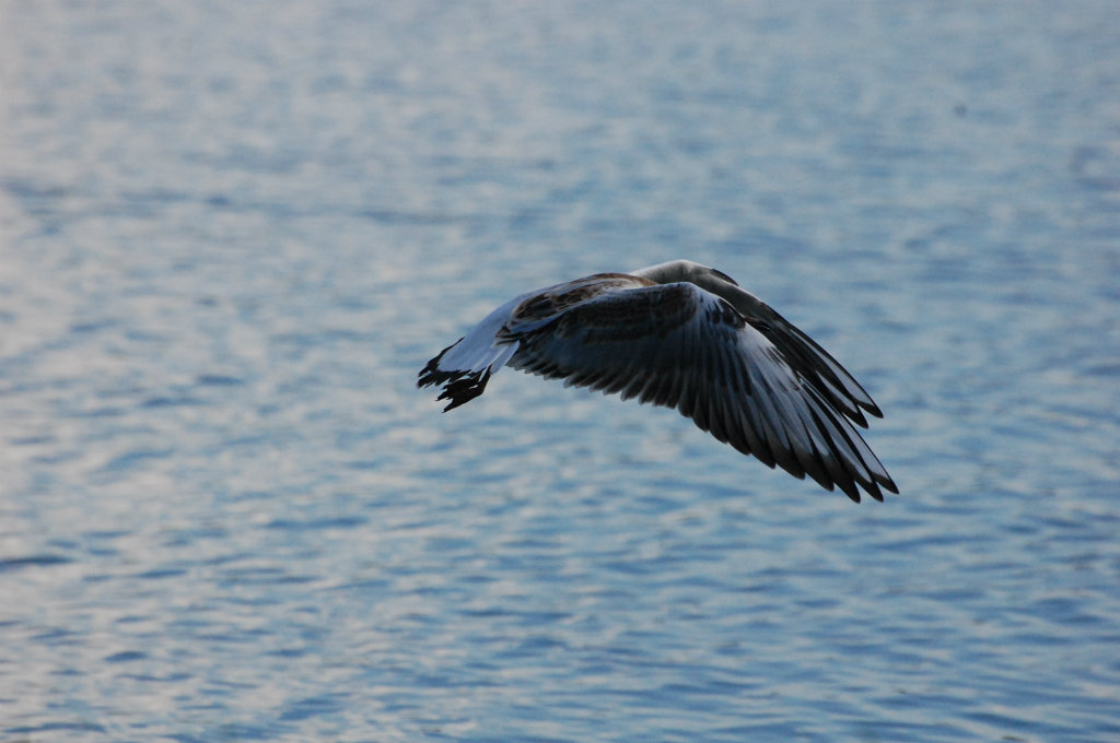 Belive, you realy can fly