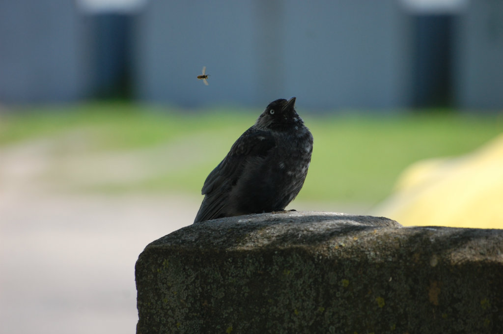Bzzzz