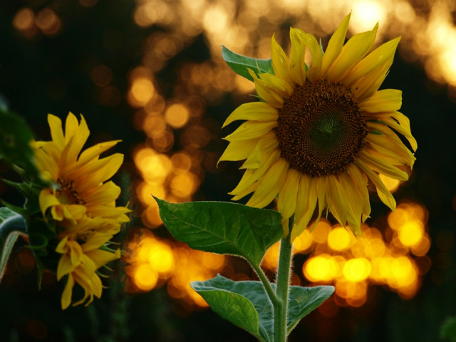sunflowers