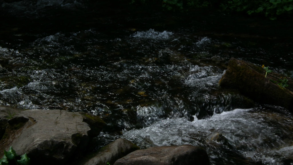 zielonaszkoa