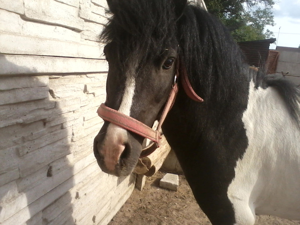Karloo.! :D