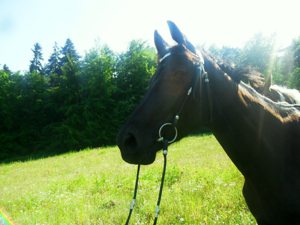 Cas ;*